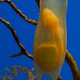 Image for article titled These Baboons Eat Shark Eggs
